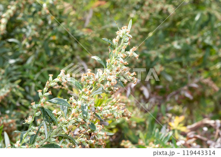 ヨモギの花（秋の花粉症の原因植物） 119443314