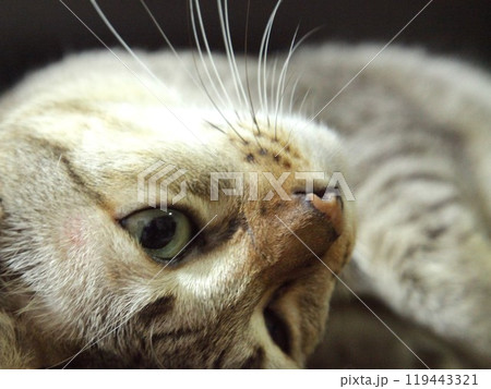 close up of gray cat eye laying on tile floor in home close up of gray cat eye laying on tile floor in home 119443321