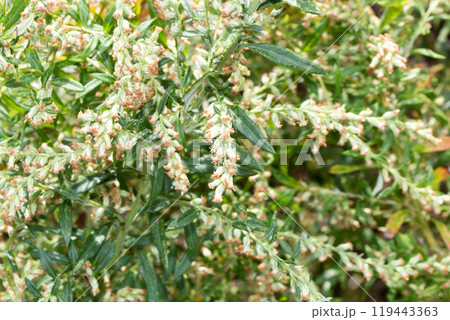 ヨモギの花（秋の花粉症の原因植物） 119443363