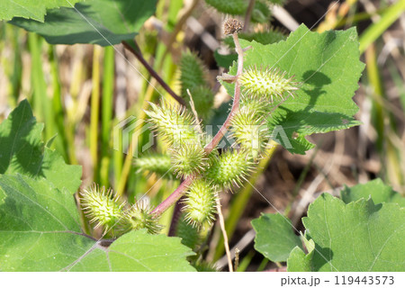 オオオナモミ　茎と葉と果実 119443573