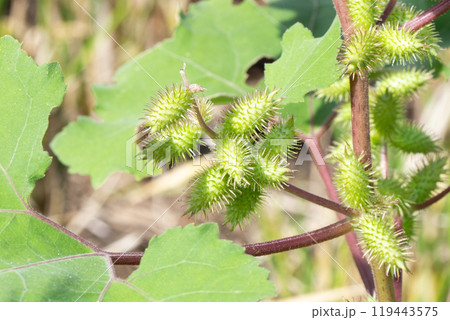 オオオナモミ　茎と葉と果実 119443575