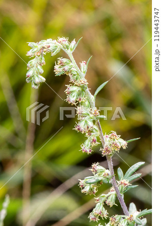 ヨモギの花　クローズアップ（秋の花粉症の原因植物） 119443747