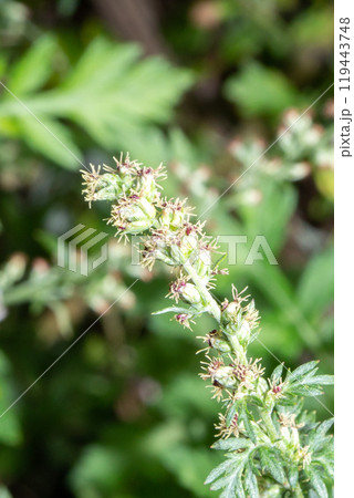 ヨモギの花　クローズアップ（秋の花粉症の原因植物） 119443748