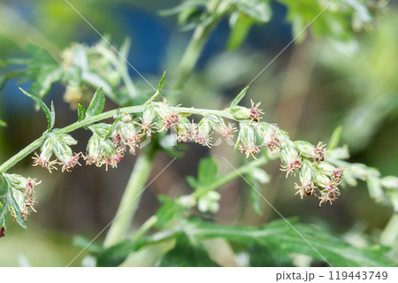 ヨモギの花　クローズアップ（秋の花粉症の原因植物） 119443749