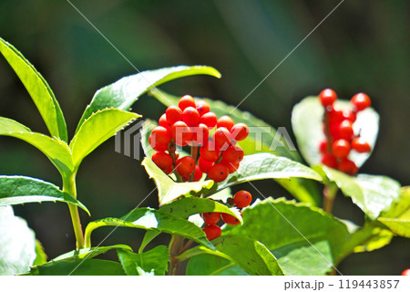 赤いセンリョウの実(秋、十一月) 赤いセンリョウの実(秋、十一月) 119443857