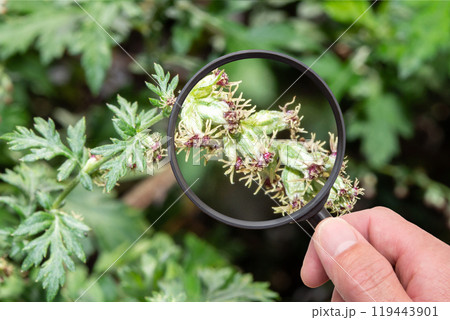 ヨモギの花　クローズアップ（秋の花粉症の原因植物） 119443901