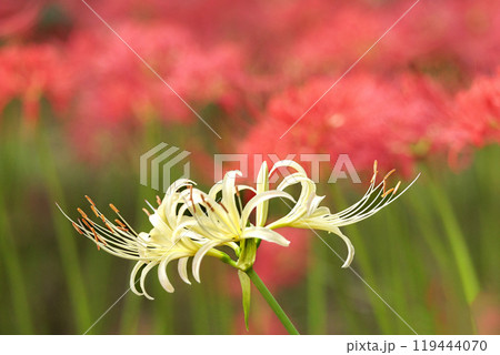 秋の気配を感じさせる色とりどりの彼岸花 119444070