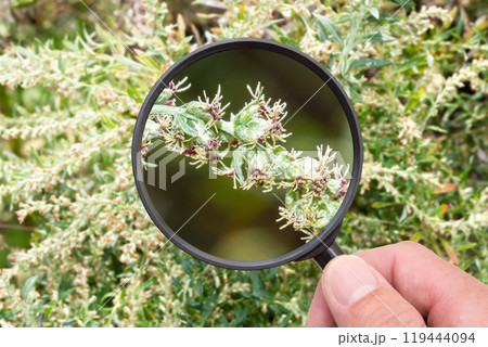 ヨモギの花　クローズアップ（秋の花粉症の原因植物） 119444094