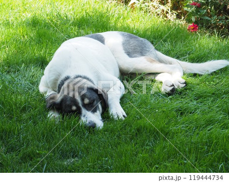 昼寝 昼寝 119444734