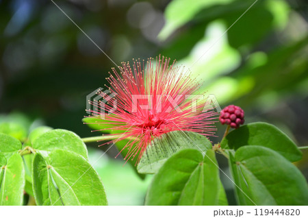 パウダーパフ(カリアンドラ・ハエマトケファラ) パウダーパフ(カリアンドラ・ハエマトケファラ) 119444820