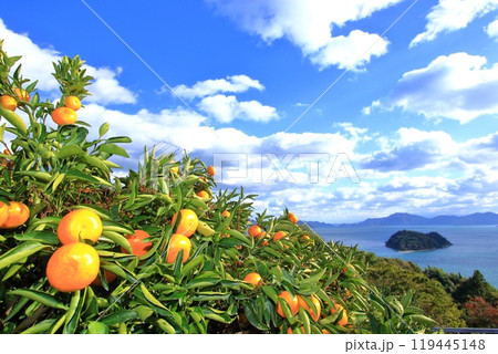 瀬戸内海を望む島の主役たち 瀬戸内海を望む島の主役たち 119445148