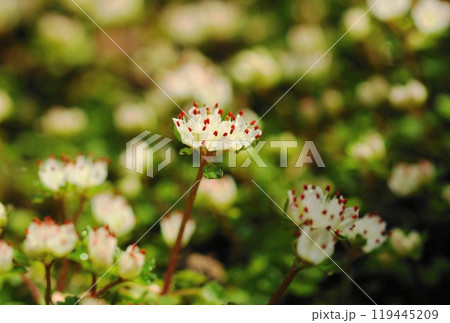 高尾山の宝物、沢に咲く小さくてかわいい白い花　花(3月)ハナネコノメ(花猫の目)91H3.2 119445209