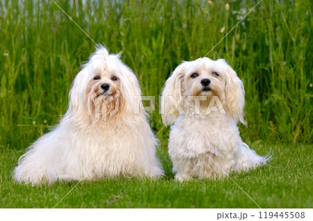 Two Bichon Havanais dogs 119445508