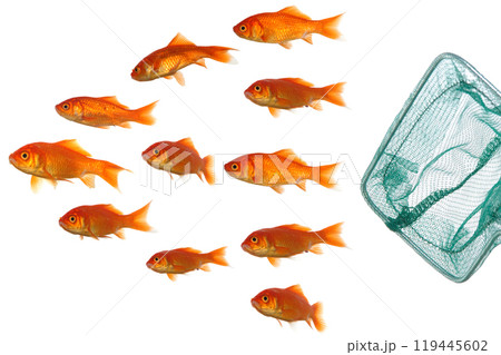 Trying to survive. Goldfish and net. 119445602