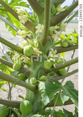 秋の農園のグリーンパパイヤの花と実 119445769