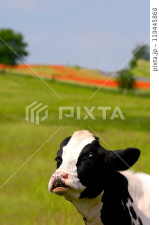 Funny cow 119445868