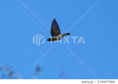 飛翔するエゾビタキ 119445966
