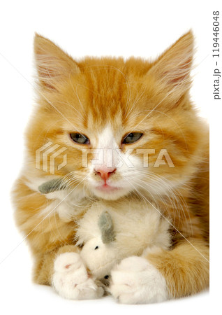Kitten with mouse Kitten with mouse 119446048