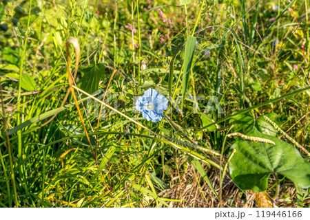 秋の野に咲く水色の朝顔 秋の野に咲く水色の朝顔 119446166