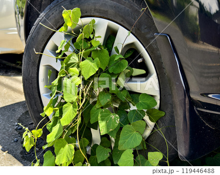 A black car that has a broken tire and is covered with leaves A black car that has a broken tire and is covered with leaves 119446488