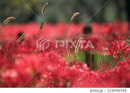 猫じゃらしと彼岸花 119446548