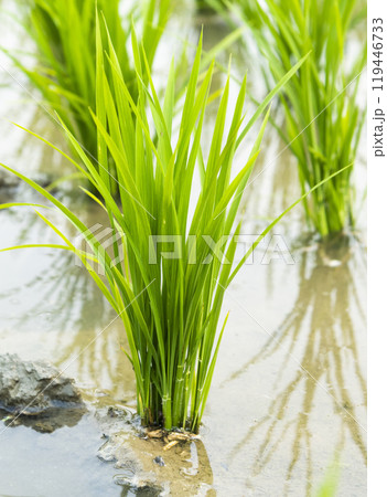 Close-up of rice seedlings growing in the fields of Taiwan. Close-up of rice seedlings growing in the fields of Taiwan. 119446733