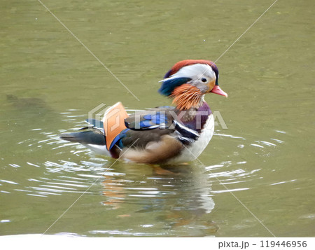 衣替え 衣替え 119446956