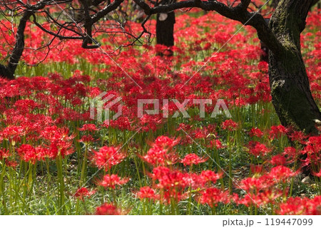 彼岸花の咲く秋の丘 119447099