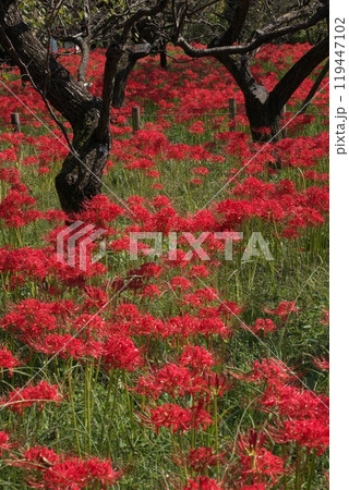 彼岸花の咲く秋の丘 119447102