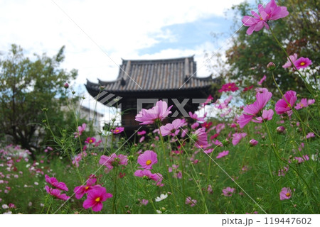 秋桜咲く般若寺の風景 119447602