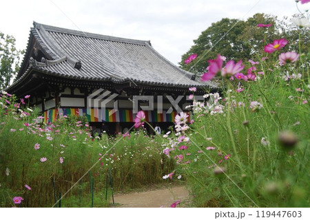 秋桜咲く般若寺の風景 119447603
