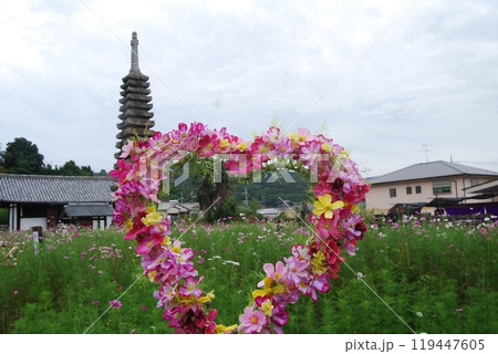 秋桜咲く般若寺の風景 秋桜咲く般若寺の風景 119447605