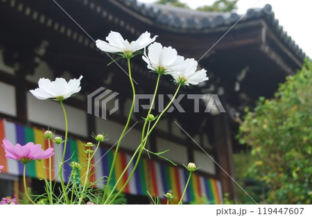 秋桜咲く般若寺の風景 119447607