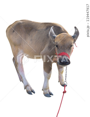 Top view of young buffalo, focus selective 119447917