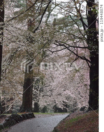 大宮公園の桜 大宮公園の桜 119448074