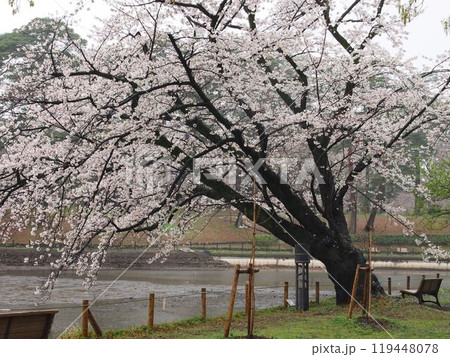大宮公園の桜 大宮公園の桜 119448078