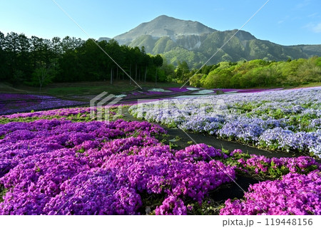 秩父羊山公園の花咲く芝桜の丘に武甲山 秩父羊山公園の花咲く芝桜の丘に武甲山 119448156