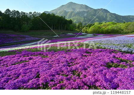 秩父羊山公園の花咲く芝桜の丘に武甲山 秩父羊山公園の花咲く芝桜の丘に武甲山 119448157