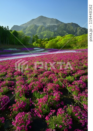 秩父羊山公園の花咲く芝桜の丘に武甲山 秩父羊山公園の花咲く芝桜の丘に武甲山 119448162