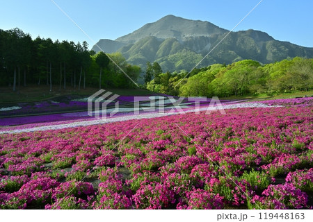 秩父羊山公園の花咲く芝桜の丘に武甲山 119448163
