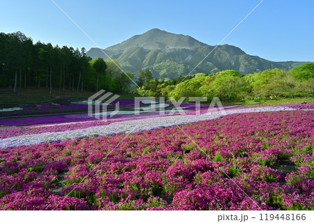 秩父羊山公園の花咲く芝桜の丘に武甲山 秩父羊山公園の花咲く芝桜の丘に武甲山 119448166