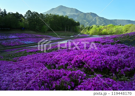 秩父羊山公園の花咲く芝桜の丘に武甲山 秩父羊山公園の花咲く芝桜の丘に武甲山 119448170