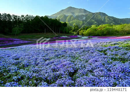 秩父羊山公園の花咲く芝桜の丘に武甲山 119448171