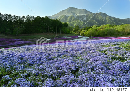 秩父羊山公園の花咲く芝桜の丘に武甲山 119448177