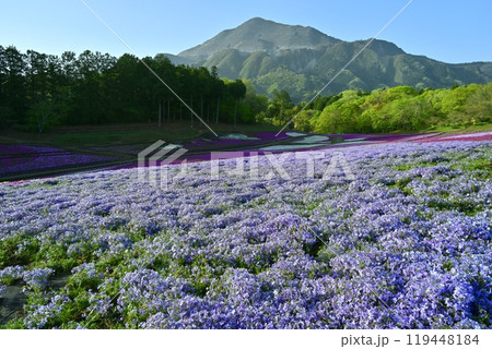 秩父羊山公園の花咲く芝桜の丘に武甲山 119448184