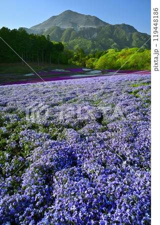 秩父羊山公園の花咲く芝桜の丘に武甲山 119448186