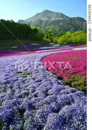 秩父羊山公園の花咲く芝桜の丘に武甲山 119448196