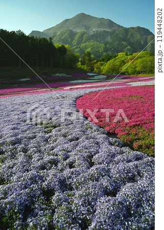 秩父羊山公園の花咲く芝桜の丘に武甲山 秩父羊山公園の花咲く芝桜の丘に武甲山 119448202
