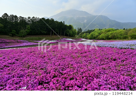 秩父羊山公園の花咲く芝桜の丘に霧かかる武甲山 秩父羊山公園の花咲く芝桜の丘に霧かかる武甲山 119448214