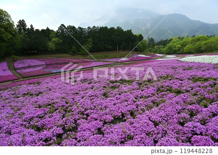 秩父羊山公園の花咲く芝桜の丘に霧かかる武甲山 秩父羊山公園の花咲く芝桜の丘に霧かかる武甲山 119448228